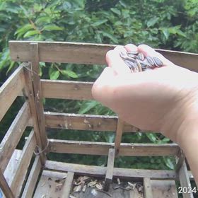 すぎぴたんの事件簿シーズン3　547話（チャレンジ1年生！　手乗りヤマガラ）の画像