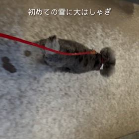 ォレは初めて！の画像