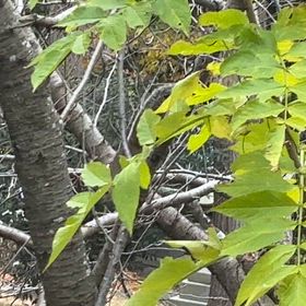 今朝のリスの画像