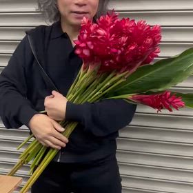 レッドジンジャーの画像