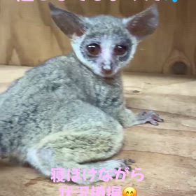 ショウガラゴ　の画像