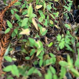 すてるす・ゆーとぴあ3の画像