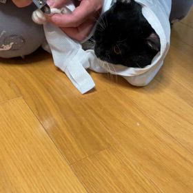 クロちゃん♀、2ヶ月ぶりの爪切りの画像