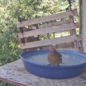 すぎぴたんの事件簿シーズン3　582話（続き：アイドルご来店！　ジョウビタキ）の画像