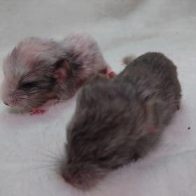 チンチラ双子ちゃん誕生の画像