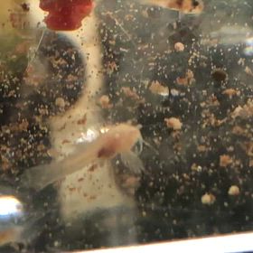 コリドラス 稚魚の画像