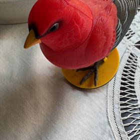 我 が家小鳥の画像