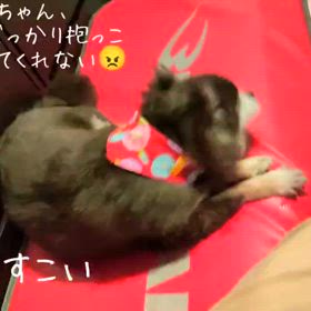 ヤキモチ焼きぃの「やまね会長」の画像