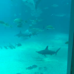 海遊館へ行くの画像