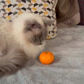 みかんでじゃれるぐりちゃんの画像