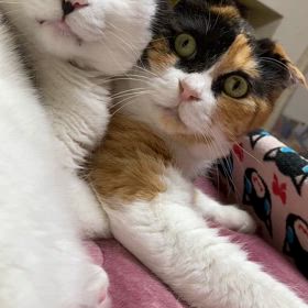 さすがにおつかれか　の画像