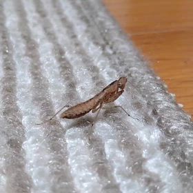 ヒナカマキリの画像