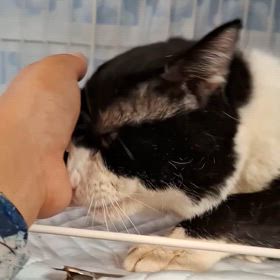 本当は甘えん坊のケム君❤の画像