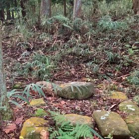 KIN239  青い嵐  青い鷲   音5の画像