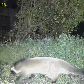 すぎぴたんの事件簿シーズン3　470話（食べ放題・金柑レストランにハクビシン）の画像