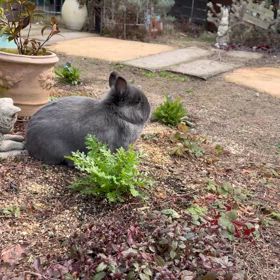 追えば逃げるけど…の画像