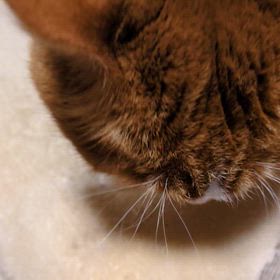 仕事とネコの事　(*´ω｀*)の画像