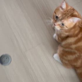 お世話になりましたの画像