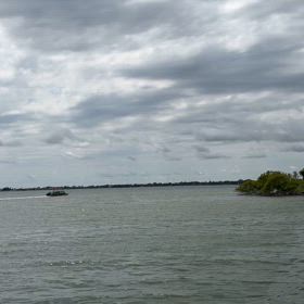 野生のイルカの画像