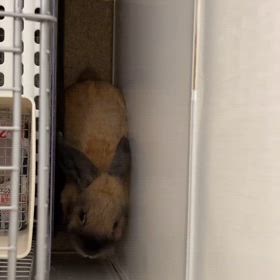 耳が立ってるうさぎさんの画像