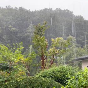 大雨の画像