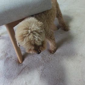 うちのクララ②の画像