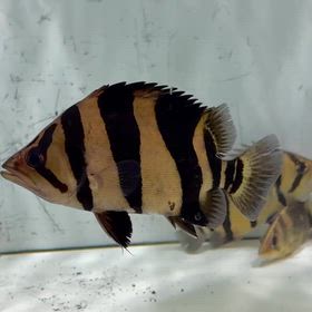 事前動画で大人気だったあの子が日本にきてもバキバキ即成約！の画像