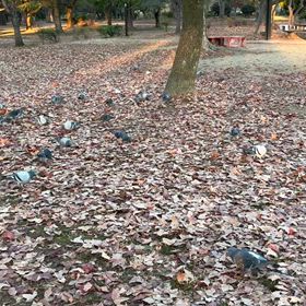 公園の落ち葉を突っ突く鳩｡の画像