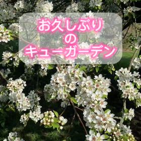 キューガーデンにお花見に行ってきました。の画像