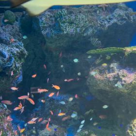 品川の水族館「アクアパーク」(英語)の画像