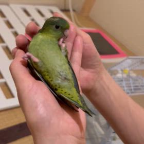 可愛い子ちゃん販売中です♡の画像