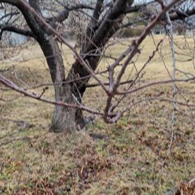 きょうの散歩道の画像