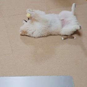 おちくんの真似っこ♪の画像