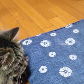 暑いけどの画像