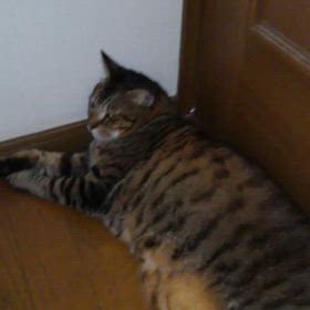 愛猫しまと  の出会いと別れ①の画像