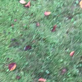 とらい公園デビュー❣️の画像