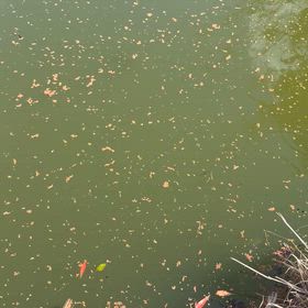 スイムテストの画像