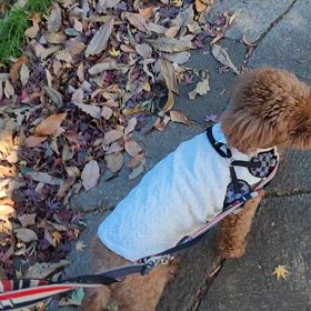 いい子だねー②の画像