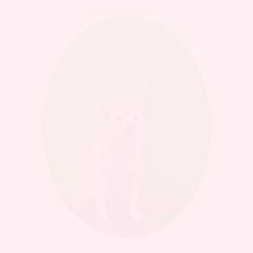 DOGXDOG こなちゃんの画像