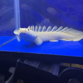 関東のお客様に超高額ロングフィン蜃気楼ご成約頂きました！の画像