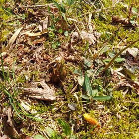 タケノコゲットだぜの画像