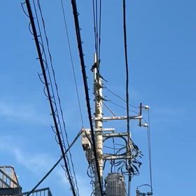 カラス～の画像