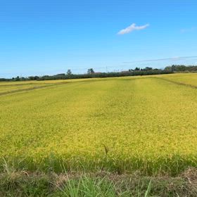 弘前　田んぼの画像