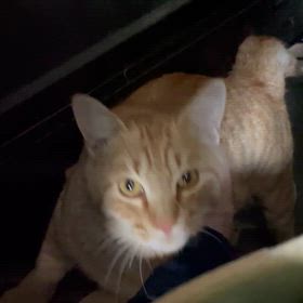 マイケルの画像