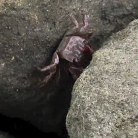 カニさんの毛が氣になるーの画像