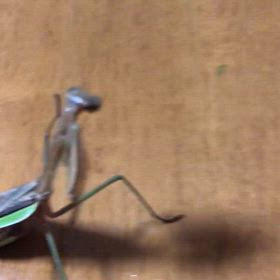 敵が味方か？　カマ母さんの夕食はホタテだよ。の画像