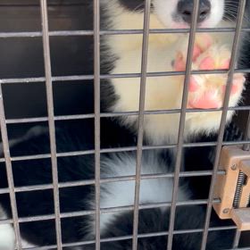 ワクチン　マイクロチップ　行ってきました。の画像