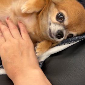 ルイ君8歳お誕生日❣️の画像