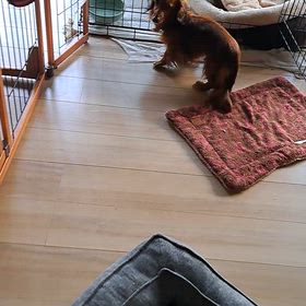 Mダックス♀️ソナはこんな感じの画像