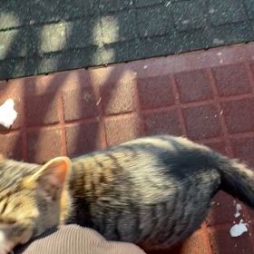 甘えたキジトラ君の画像